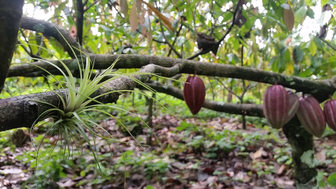 Rookyto Cacao Epiphyte