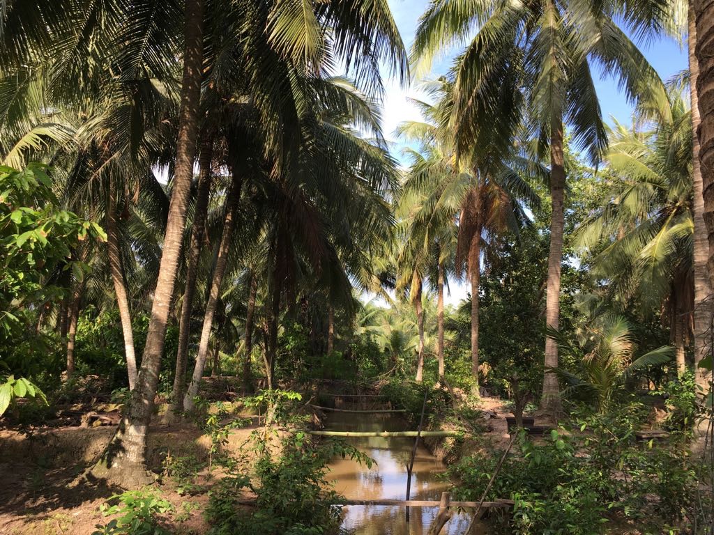 Rookyto Plantation de Cacao