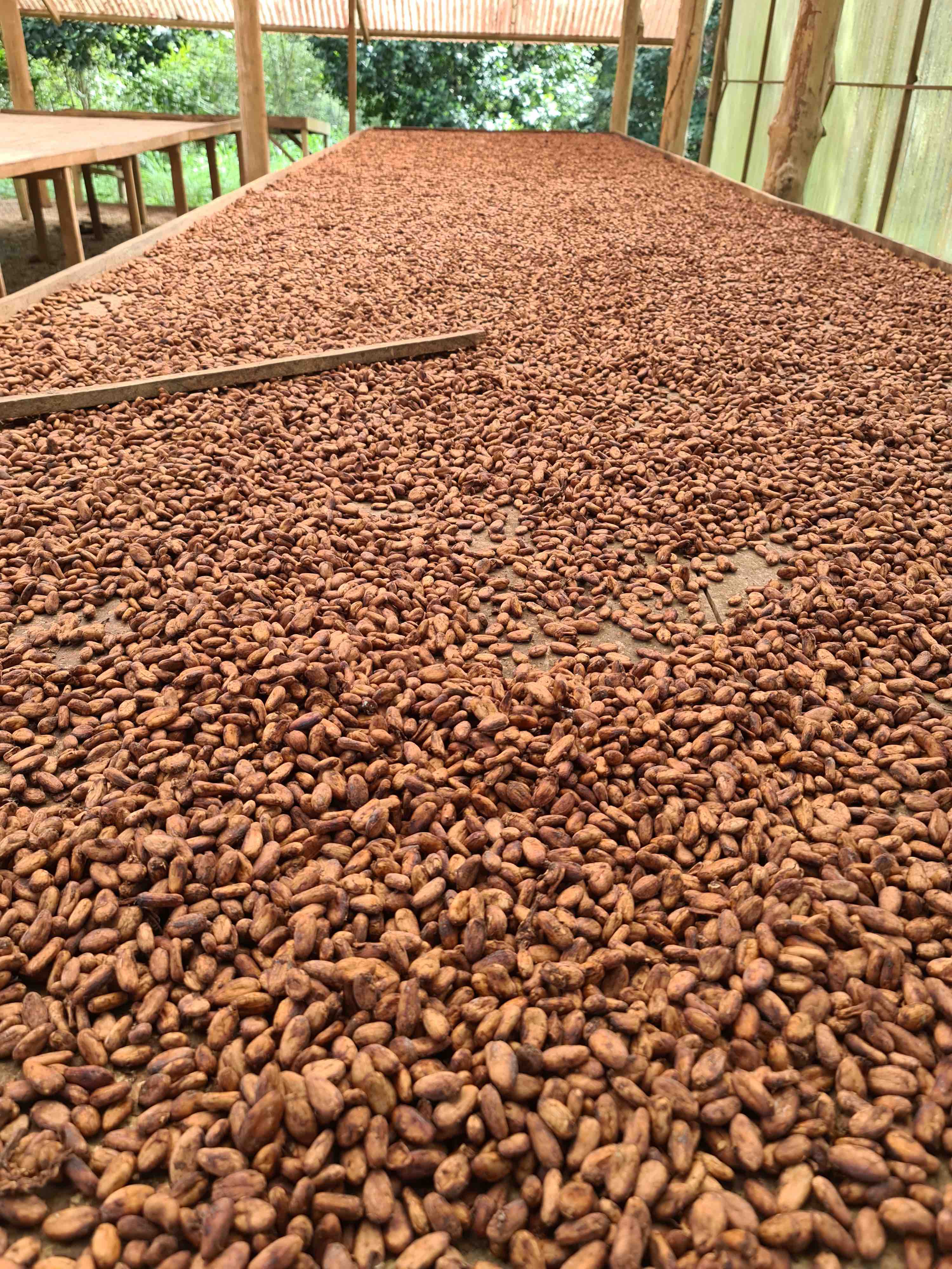 Rookyto Séchage du Cacao