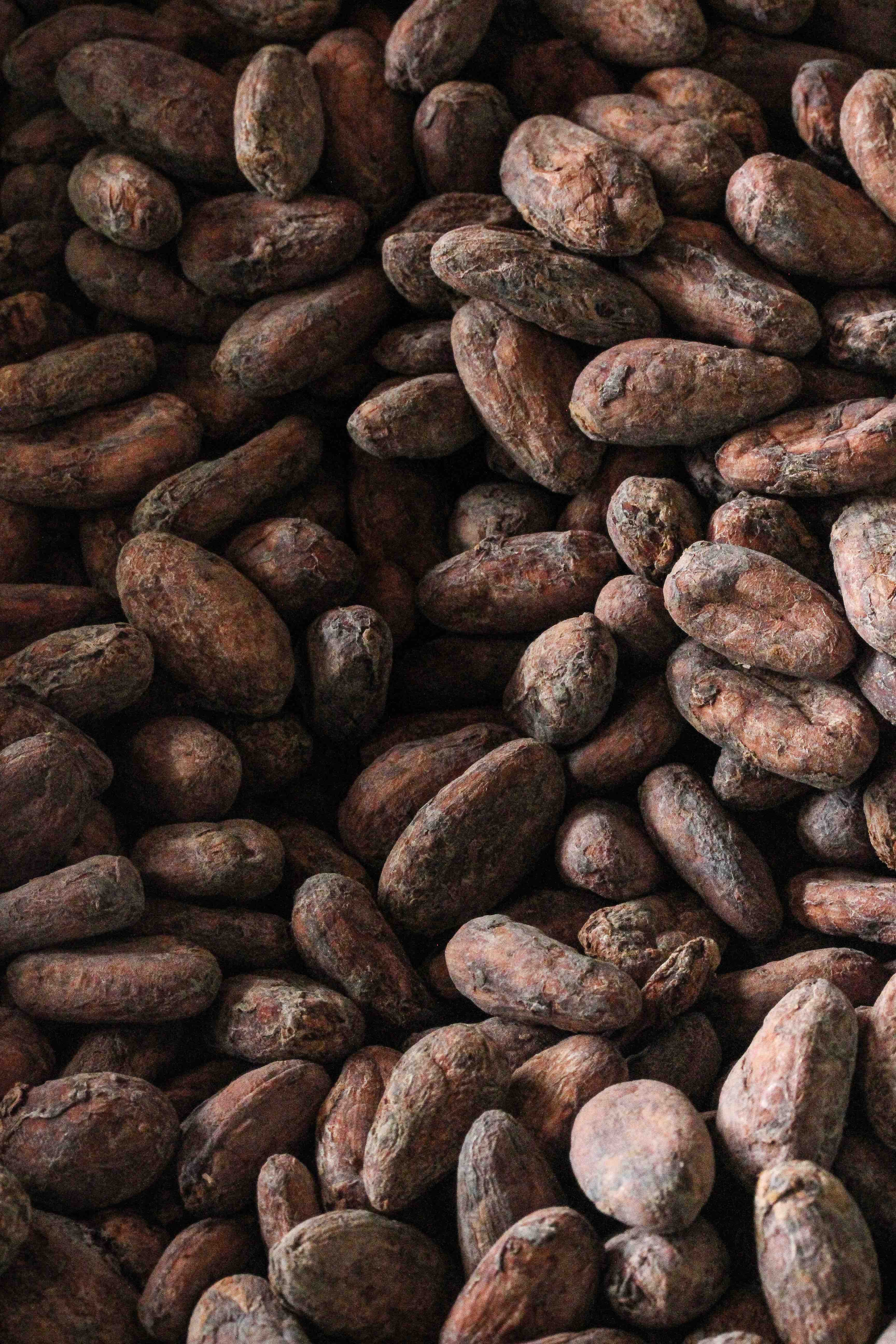 Rookyto Fève de Cacao