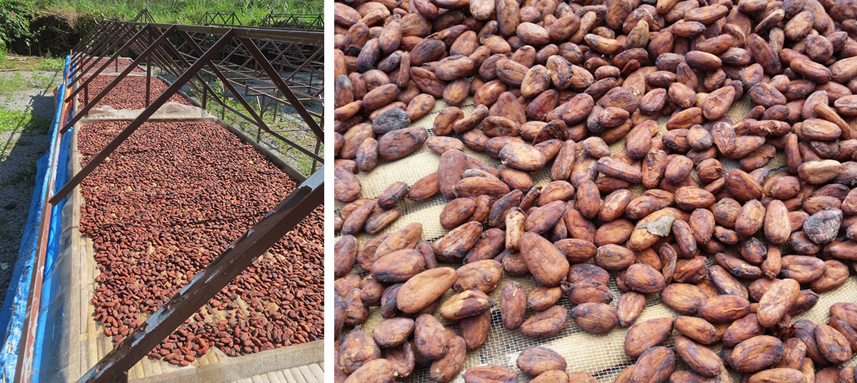sechage-feves-cacao.jpg